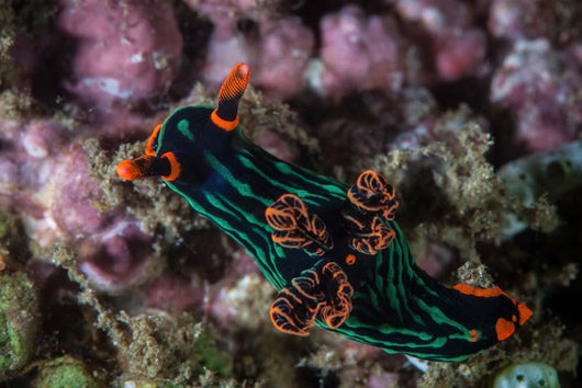 Colorful Nudibranch Crawls Slowly Wall Decal