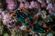 Colorful Nudibranch Crawls Slowly Wall Decal