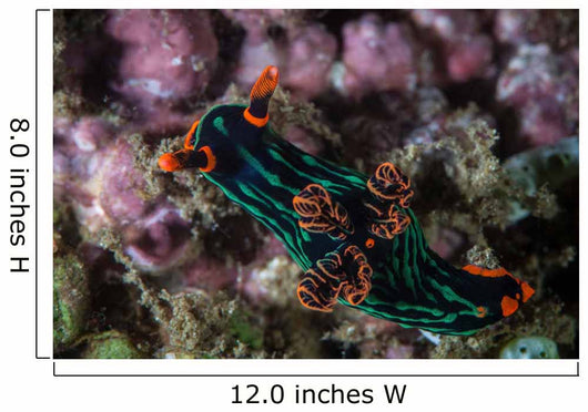 Colorful Nudibranch Crawls Slowly Wall Decal