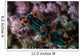 Colorful Nudibranch Crawls Slowly Wall Decal