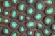 Detail Polyps Reef-building Coral Wall Decal