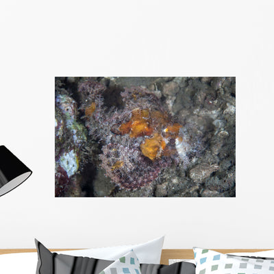 Well-camouflaged Scorpionfish Lies Underwater Wall Decal shown on a wall