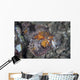 Well-camouflaged Scorpionfish Lies Underwater Wall Decal
