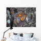 Well-camouflaged Scorpionfish Lies Underwater Wall Decal