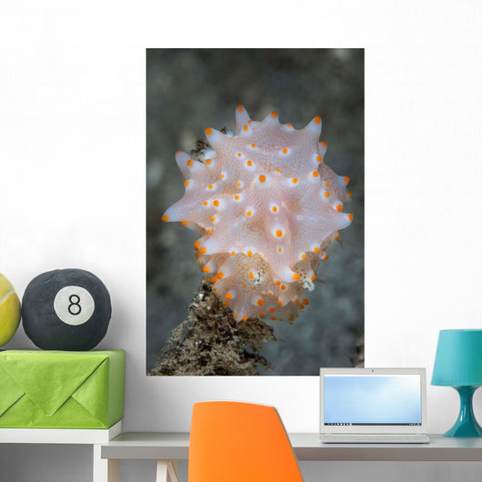 Colorful Nudibranch near Island Wall Decal
