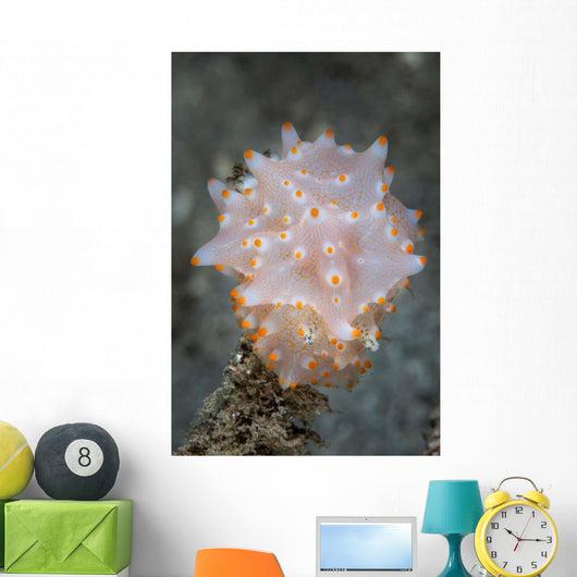Colorful Nudibranch near Island Wall Decal