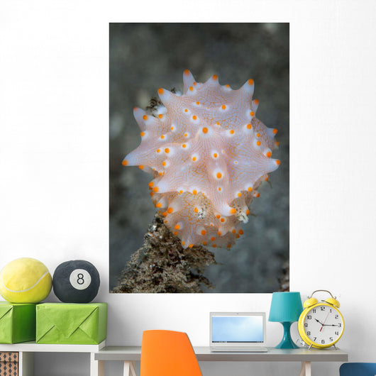 Colorful Nudibranch near Island Wall Decal