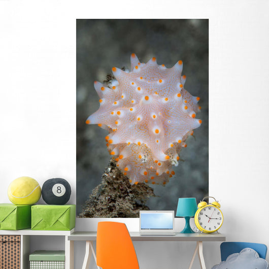 Colorful Nudibranch near Island Wall Decal