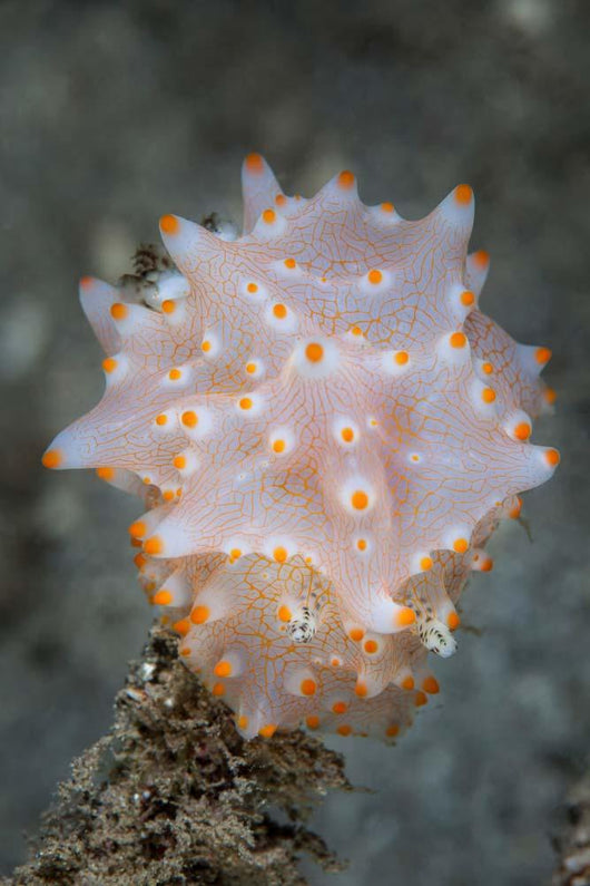 Colorful Nudibranch near Island Wall Decal