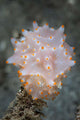 Colorful Nudibranch near Island Wall Decal