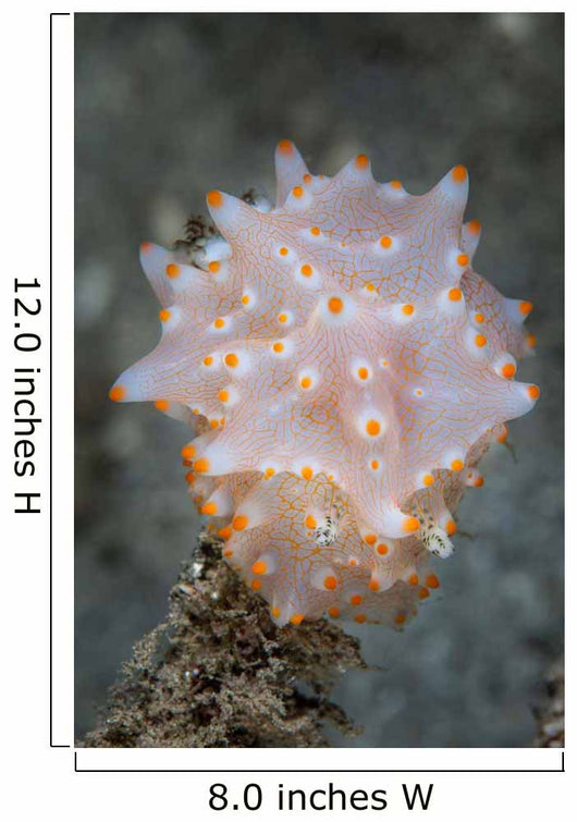 Colorful Nudibranch near Island Wall Decal