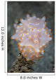 Colorful Nudibranch near Island Wall Decal