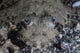 Camouflaged Horned Flathead Lays Wall Decal Design 2