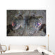 Camouflaged Horned Flathead Lays Wall Decal Design 1