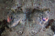 Camouflaged Horned Flathead Lays Wall Decal Design 1