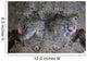 Camouflaged Horned Flathead Lays Wall Decal Design 1