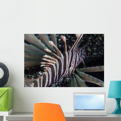 Kodipungi Lionfish near Island Wall Decal shown on a wall
