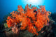 Beautiful Soft Corals and Wall Decal Design 2