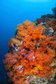 Beautiful Soft Corals and Wall Decal Design 1