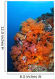 Beautiful Soft Corals and Wall Decal Design 1