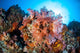 Soft Corals and Other Wall Decal Design 5