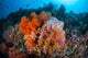 Soft Corals and Other Wall Decal Design 4