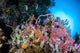 Soft Corals and Other Wall Decal Design 3