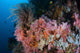 Soft Corals and Other Wall Decal Design 2