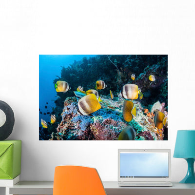 Klein's Butterflyfish Swim over Wall Decal shown on a wall