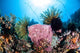 Crinoids Cling to Large Wall Decal Design 2