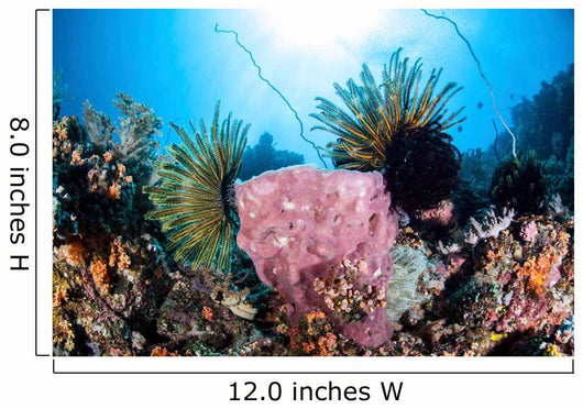 Crinoids Cling to Large Wall Decal Design 2