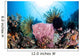 Crinoids Cling to Large Wall Decal Design 2