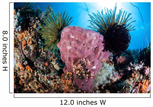 Crinoids Cling to Large Wall Decal Design 1