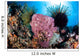 Crinoids Cling to Large Wall Decal Design 1
