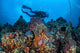 Scuba Diver Swims above Wall Decal