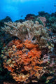 Soft Corals and Other Wall Decal Design 1