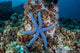 Unusual Sea Star Clings Wall Decal Design 2