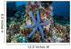 Unusual Sea Star Clings Wall Decal Design 2