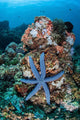 Unusual Sea Star Clings Wall Decal Design 1