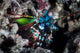 Peacock Mantis Shrimp Lembeh Wall Decal