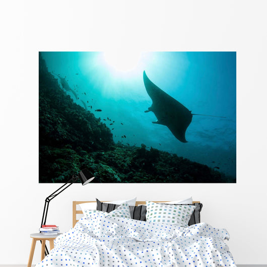 Manta Ray Swims through Wall Decal Design 1