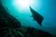 Manta Ray Swims through Wall Decal Design 1