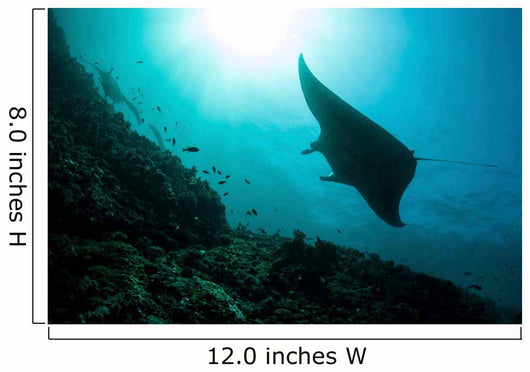 Manta Ray Swims through Wall Decal Design 1
