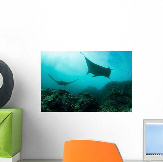 Manta Rays Swims through Wall Decal Design 4