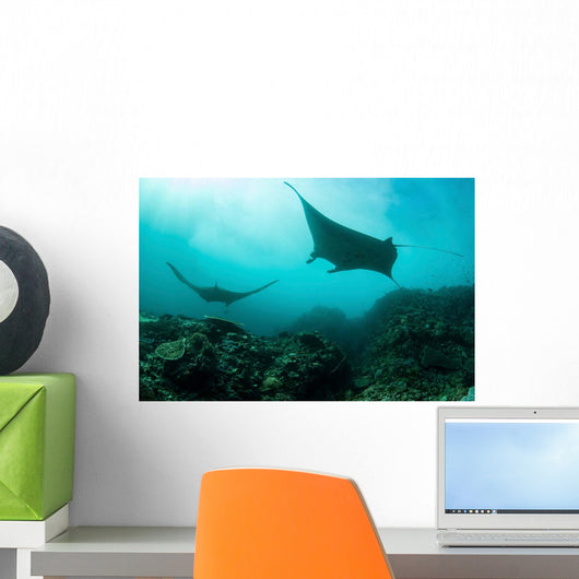 Manta Rays Swims through Wall Decal Design 4