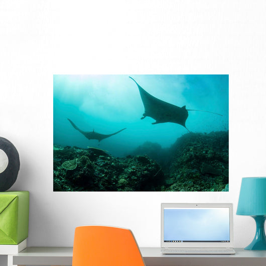 Manta Rays Swims through Wall Decal Design 4