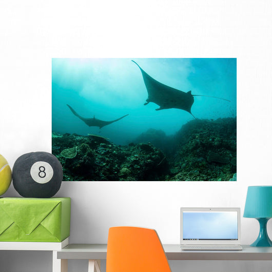 Manta Rays Swims through Wall Decal Design 4