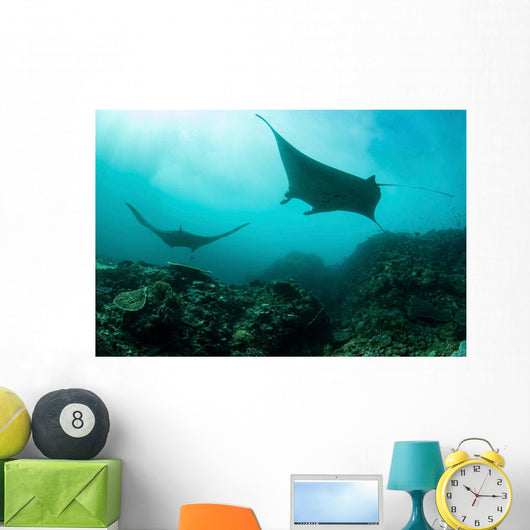 Manta Rays Swims through Wall Decal Design 4