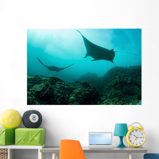 Manta Rays Swims through Wall Decal Design 4