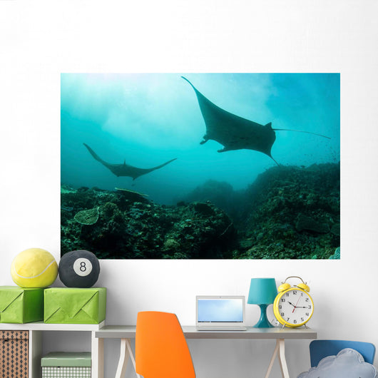 Manta Rays Swims through Wall Decal Design 4